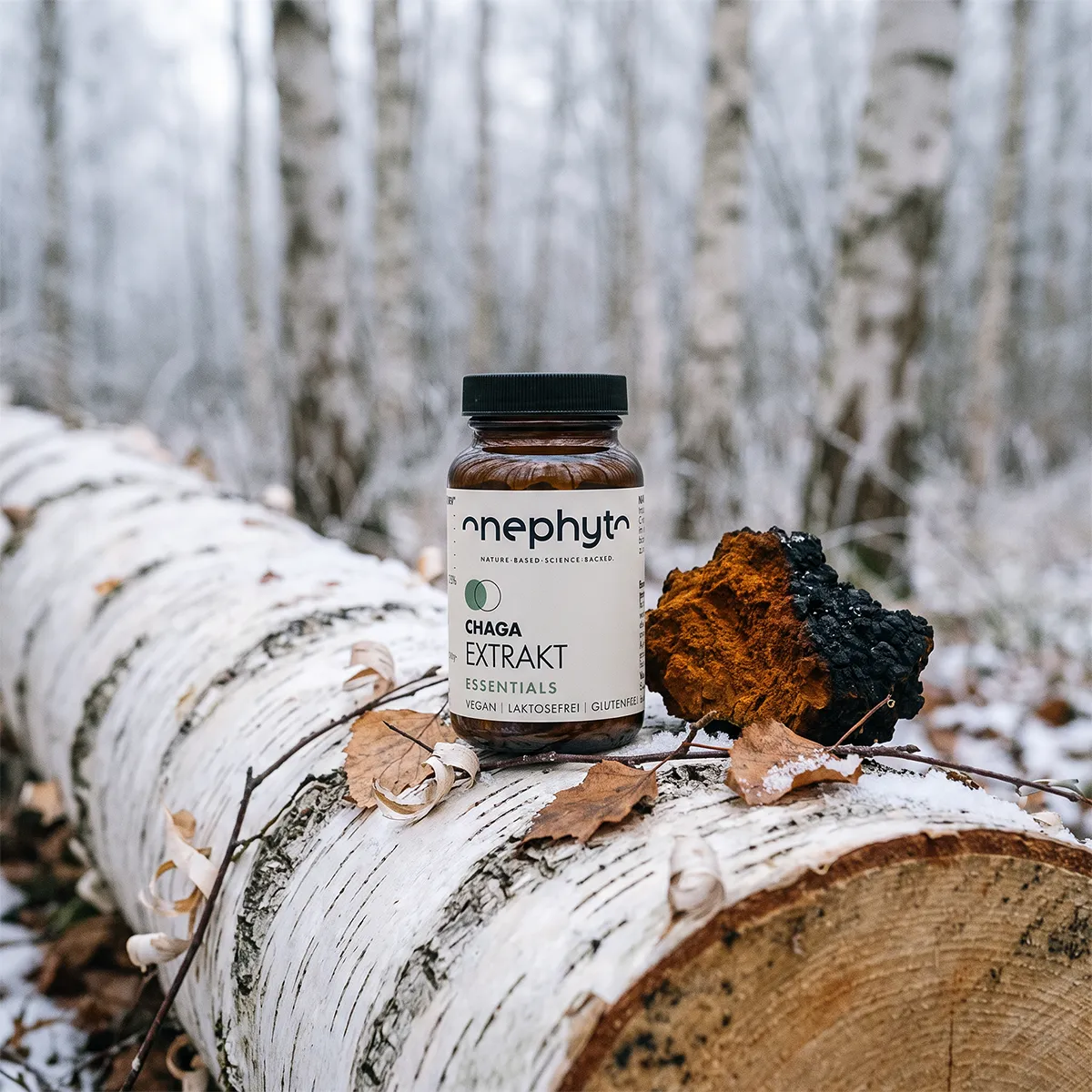 Chaga Extrakt